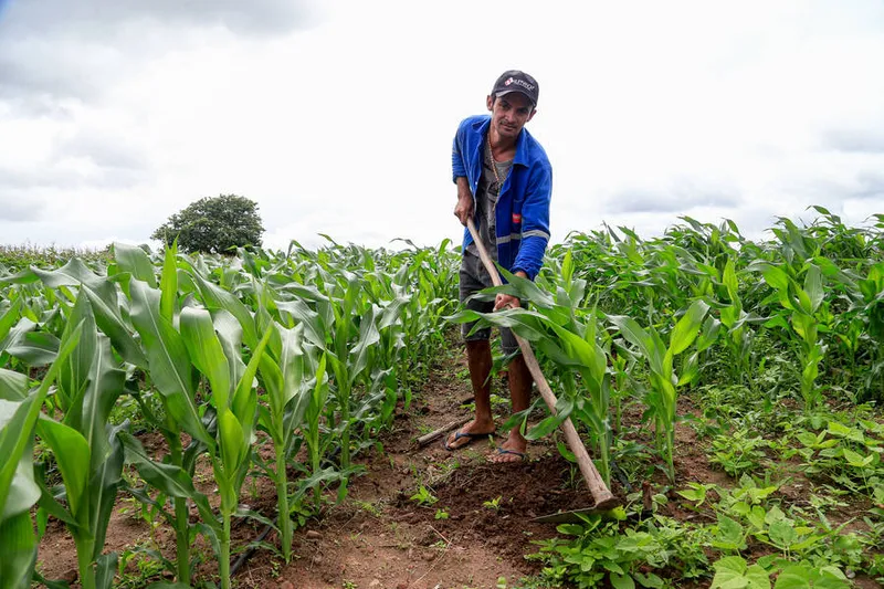 O atraso na entrega de sementes prejudicou cerca de cem mil agricultores familiares