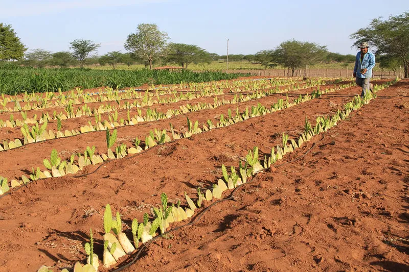 criadores da agricultura familiar confirmaram que recebem ajuda da prefeitura local