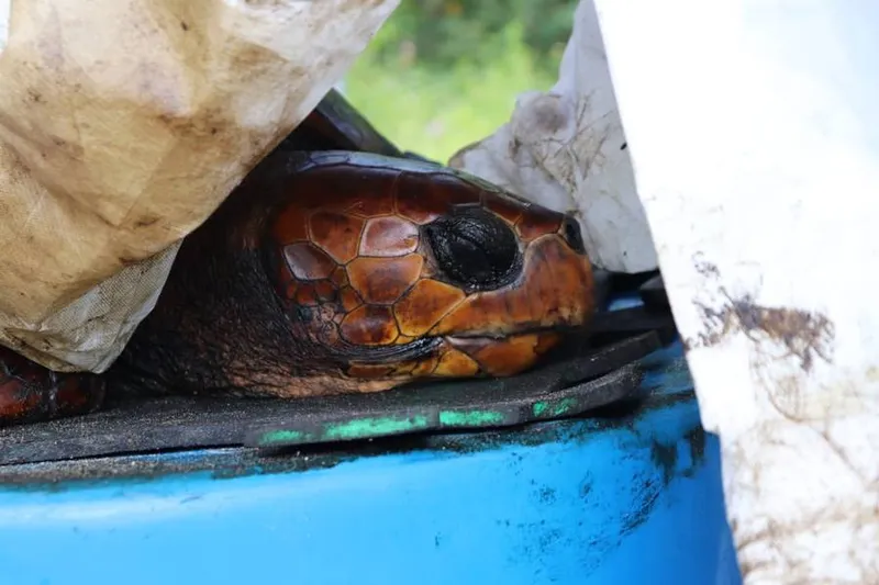 Imagem ilustrativa da imagem Alagoas registra segundo maior número de animais afetados por óleo