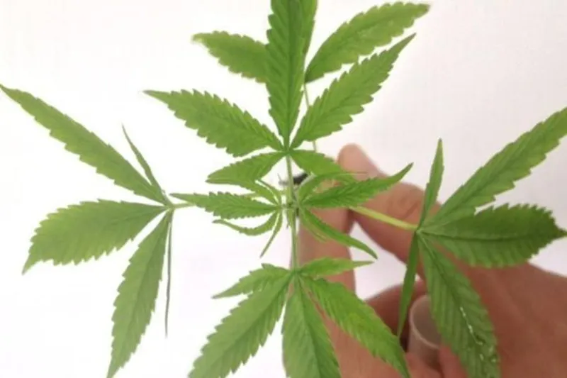 Decisão da Avisa deve aumentar o uso da maconha medicinal no Brasil daqui para a frente