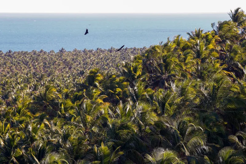 A produção de coco em Alagoas recuou 13,6% em 2018, segundo dados da Embrapa