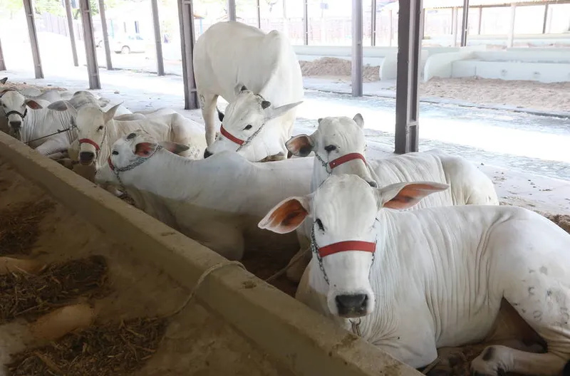 Faturamento parcial com a comercialização de animais de diferentes raças na exposição agropecuária chega a R$ 8,017 mi