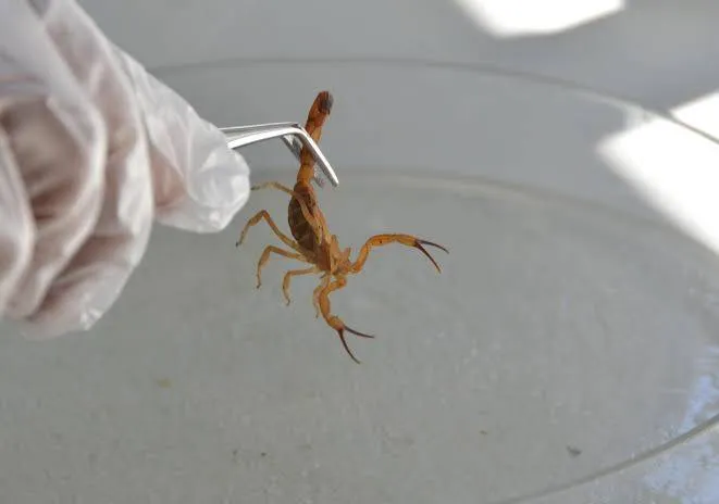 Estatisticamente o verão é o período em que o número de ataques de escorpião é maior