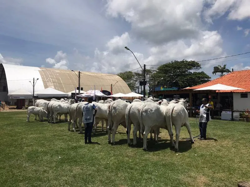 2,1 mil animais participaram dos julgamentos, exposição, competições e leilões