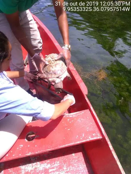 Cágados mortos foram encontrados em reserva marinha gerida pelo ICMBio