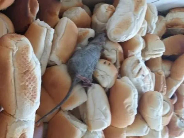 Rato morto foi encontrado entre os pães que seriam consumidos por presos e servidores do sistema prisional

