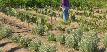 Pagamento segue até o mês de abril de 2020 para os agricultores dos municípios de Água Branca, Canapi, Girau do Ponciano, Igaci, Inhapi, Jaramataia, Monteirópolis e Pão de Açúcar