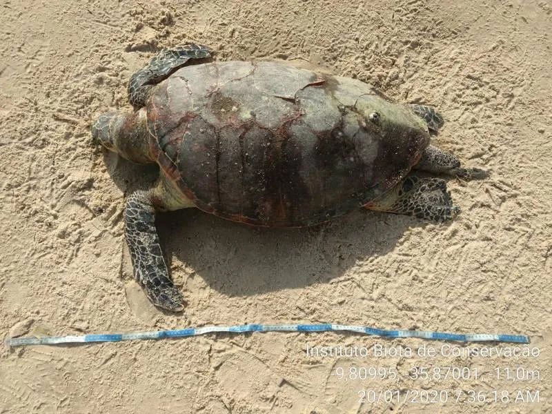 Imagem ilustrativa da imagem INSTITUTO BIOTA REGISTRA MORTE DE 13 TARTARUGAS EM ALAGOAS