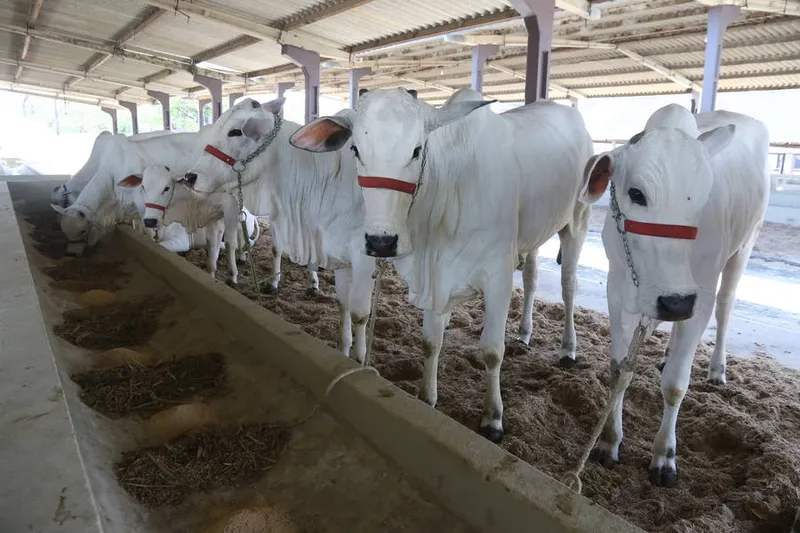 Alagoas encerrou o ano passado com a participação de 0,4% na produção nacional
Está quase tudo pronto para o início da 68ª Edição da Expoagro.
Foto: Dárcio Monteiro