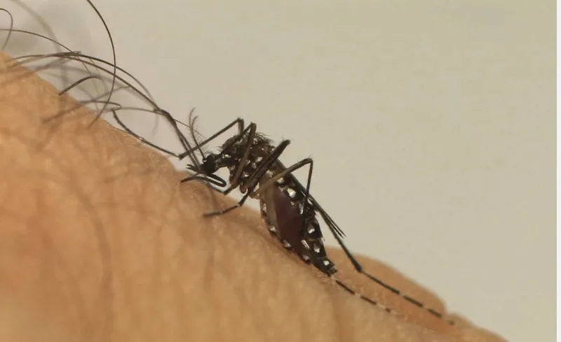 Imagem ilustrativa da imagem CASOS DE DENGUE EM AL CAEM EM JANEIRO