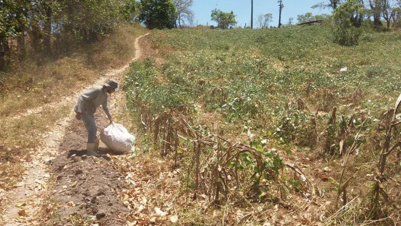 Agricultor alagoano sofre com a falta de assistência do governo e tem perdas de safras