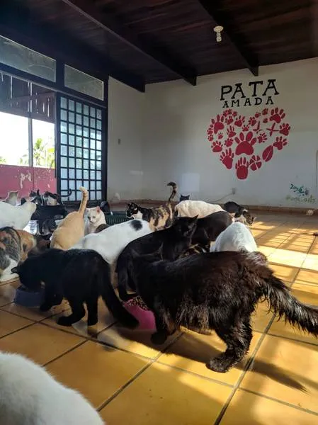 Imagem ilustrativa da imagem ABRIGOS DE ANIMAIS ENFRENTAM DIFICULDADES