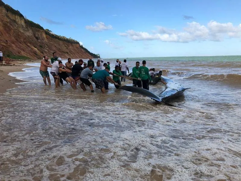 Imagem ilustrativa da imagem BALEIA QUE ENCALHOU EM AL É REINTRODUZIDA NO MAR