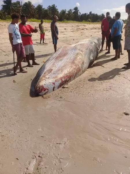 Imagem ilustrativa da imagem BALEIA REINTRODUZIDA AO MAR É ENCONTRADA MORTA EM PRAIA DE AL