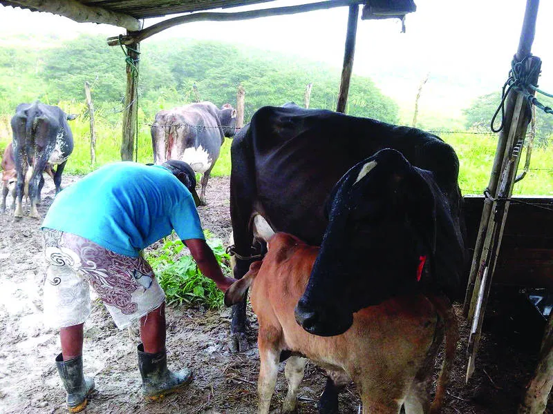 Crise do Programa do Leite em Alagoas se arrasta desde o final do ano passado