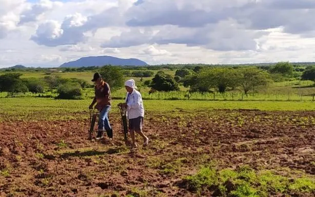 Agricultores familiares de Alagoas sofrem com a falta de sementes para o plantio