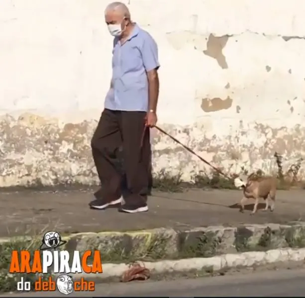 Imagem ilustrativa da imagem PASSEIO DE CACHORRINHA COM MÁSCARA EM ARAPIRACA VIRALIZA NAS REDES SOCIAIS