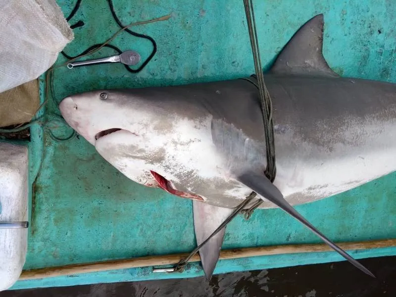 Imagem ilustrativa da imagem PESCADORES CAPTURAM TUBARÃO EM MARECHAL