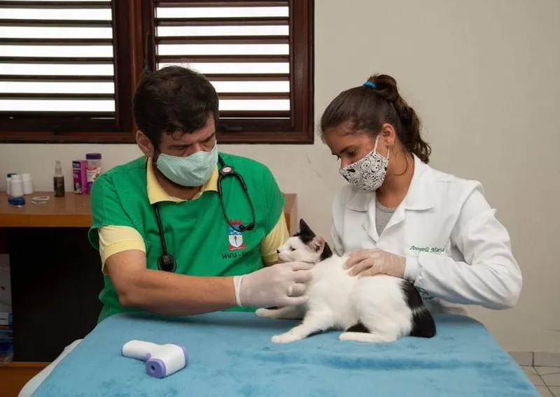 Imagem ilustrativa da imagem PROGRAMA VACINA GATOS NO PINHEIRO