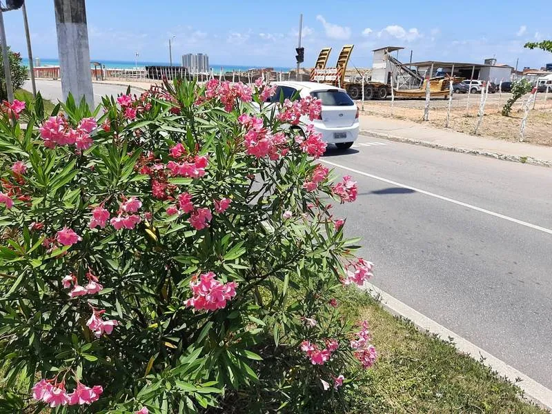Primavera teve início ontem, trazendo suas flores e suas cores