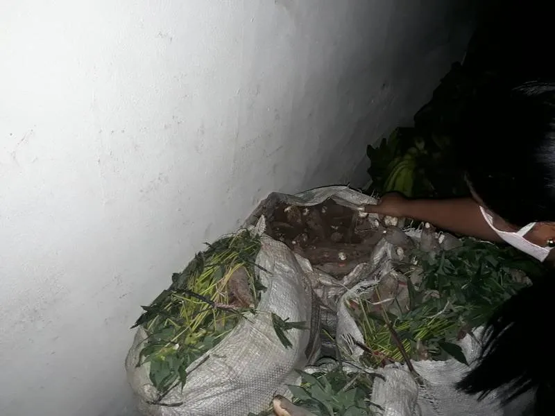 Produção vem sendo estocada no interior à espera de compra por parte de revendedores