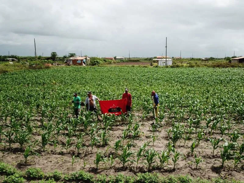 Plantio de milho segue a todo vapor nos assentamentos, mas agricultores cobram mais atenção do governo do Estado