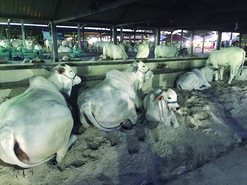 Vacinação para bovinos bubalinos será realizada durante todo o mês de novembro