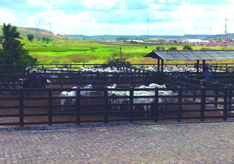 A Adeal informa que criador que não vacinar e declarar fica impossibilitado de transitar e comercializar os animais