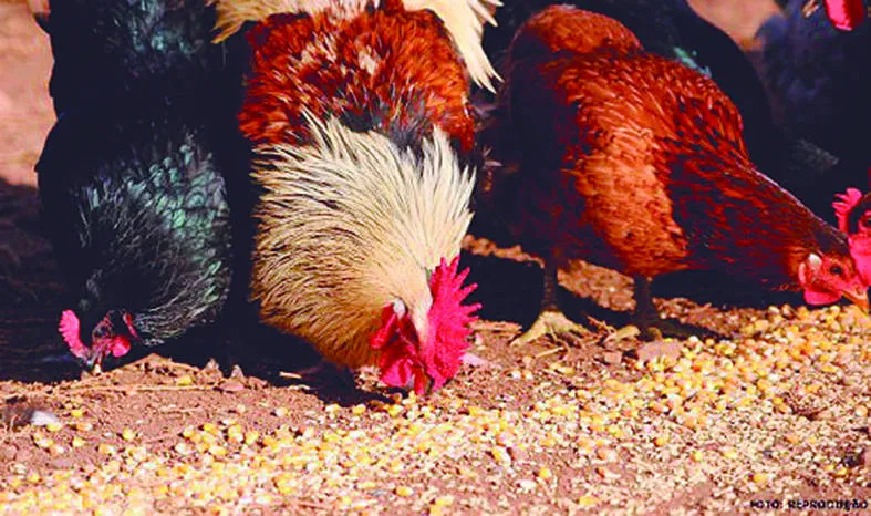 Alterações na alimentação e no espaço físico alavancam a produção