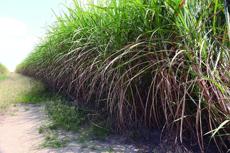 Nordeste, favorecido pelo clima, deve aumentar em 3,6% a oferta de cana, que chegaria a 50,9 milhões de toneladas