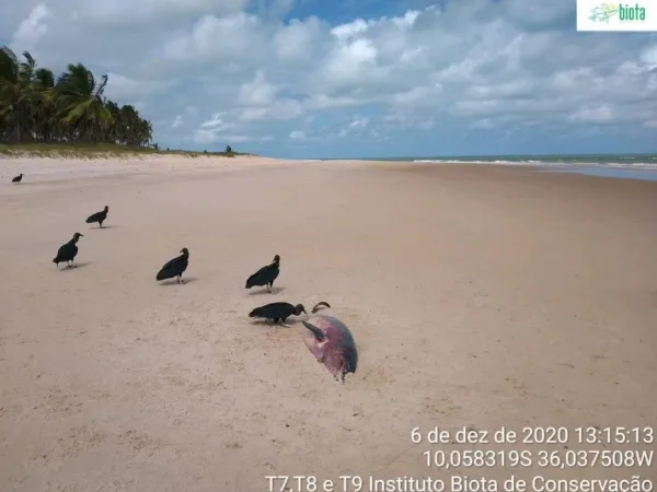 Imagem ilustrativa da imagem CAMPANHA ORIENTA SOBRE CUIDADOS COM ANIMAIS MARINHOS