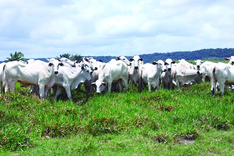 Crescimento da bovinocultura já responde por R$ 17,2 milhões das contratações para o setor