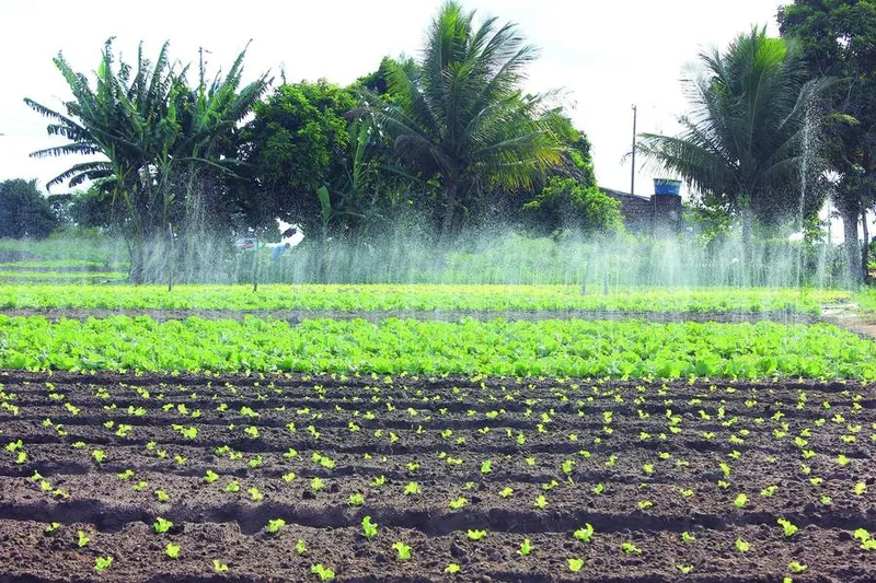Imagem ilustrativa da imagem ESTÍMULO À AGRICULTURA FAMILIAR