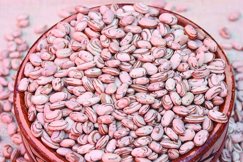 Cultivar também apresenta características interessantes para a indústria, como uniformidade de tamanho e coloração de grãos