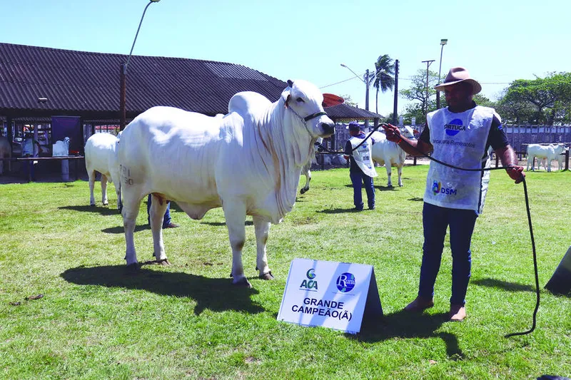 Imagem ilustrativa da imagem Expoagro consagra os melhores do NE