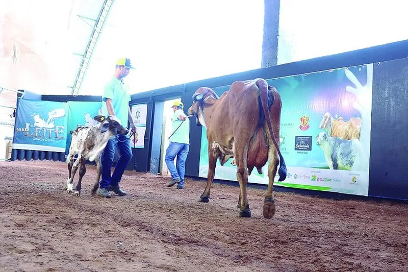 Remate Mais Leite assegura a qualidade do rebanho