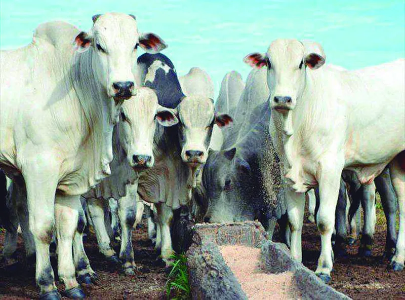 Para 2021, as perspectivas para as exportações de proteína bovina do Brasil se mantêm otimistas, com a manutenção dos atuais níveis embarcados