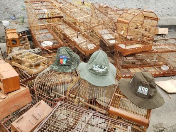 Imagem ilustrativa da imagem OPERAÇÕES RESGATAM 850 ANIMAIS SILVESTRES