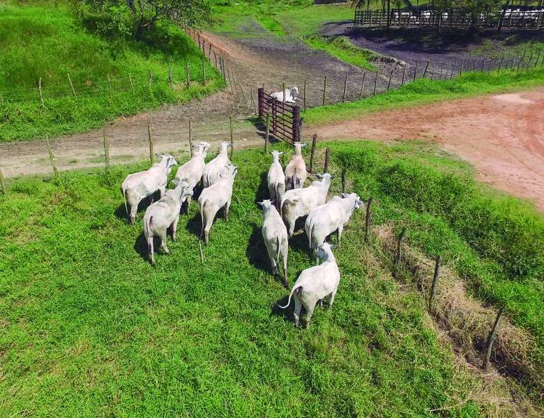 Em 2020, 550 milhões de hectares de propriedades rurais foram cadastrados no sistema