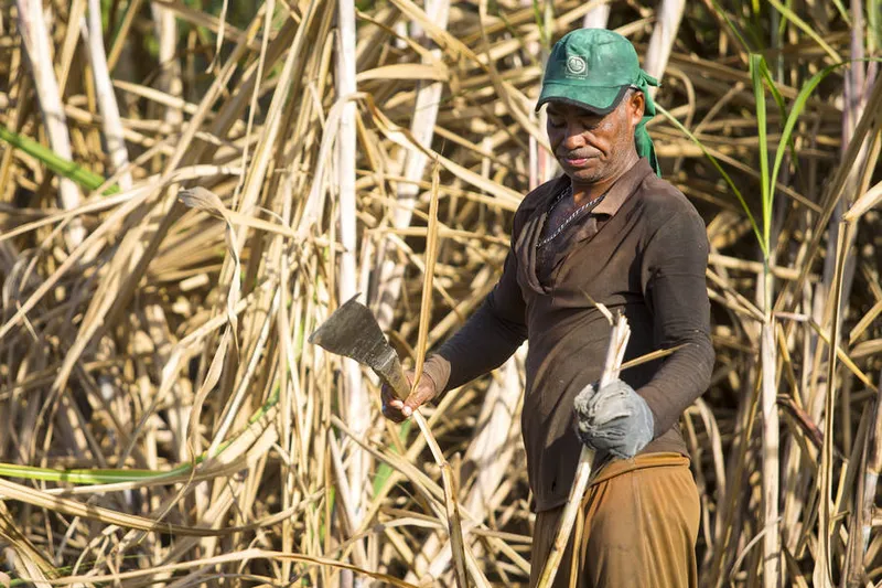 12,2 milhões de toneladas de cana devem ser usadas para fabricação de açúcar em AL