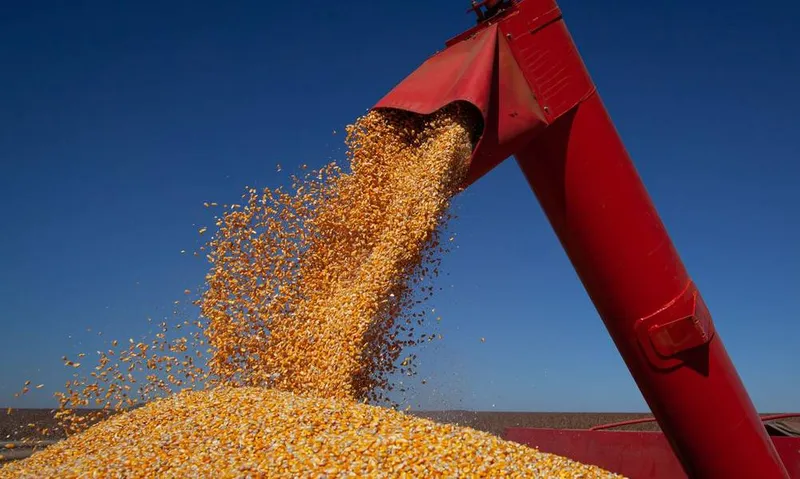 Destaque deste ano em Alagoas é a produção de milho, que registrou aumento de 35%

