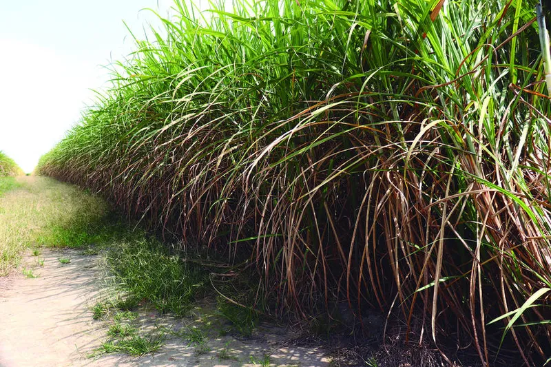 Chuvas contribuem para um cenário mais atrativo para a cana em Alagoas 