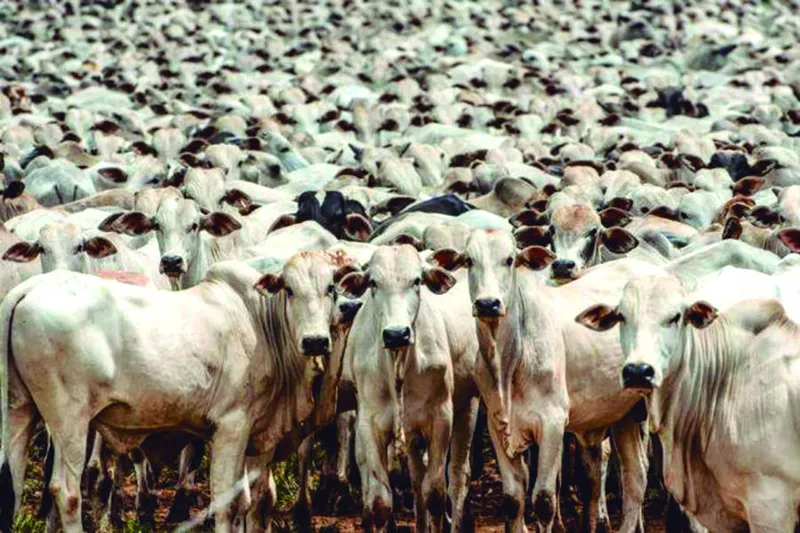 Adeal informou que foram imunizados 457.512 animais contra a aftosa