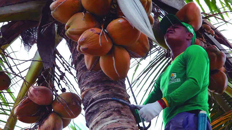 Foram mais de 1,8 mil visitas no campo com atividades de assistência e acompanhamento que vão impactar na produtividade do cooperado