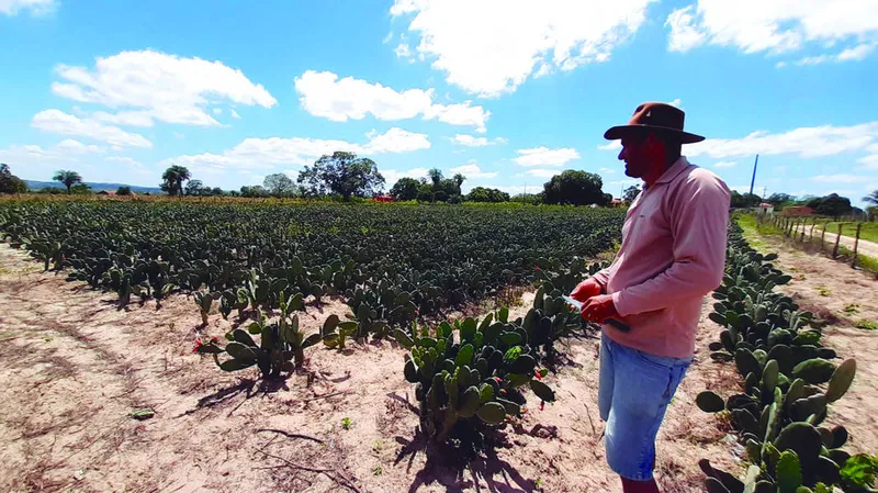 Declaração é o acesso do agricultor familiar às políticas públicas de crédito e aos programas de compras institucionais