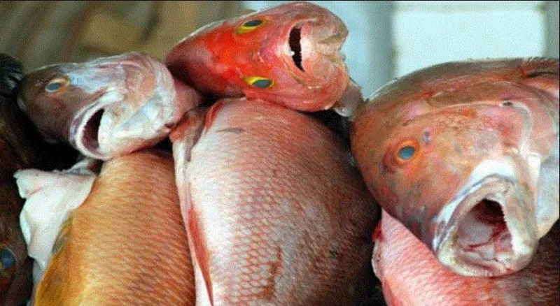 Doença é provocada por toxina encontrada em peixe