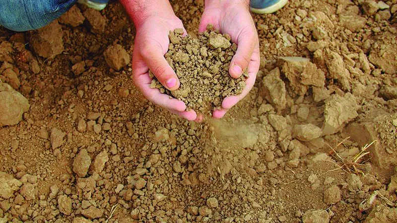 Benefício será pago em parcela única de R$ 850 para agricultores de 249 municípios em Alagoas e mais sete estados