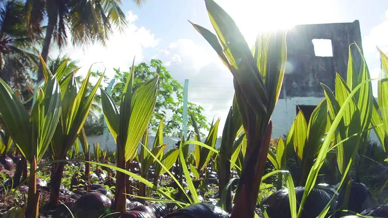 Selo impactou na geração de renda para 1200 produtores e contribuiu para o aumento da capacidade de produção