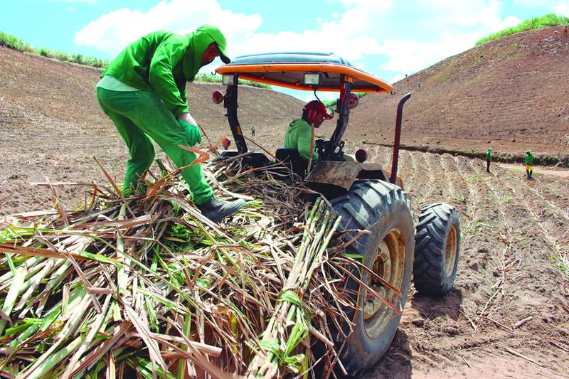 Setor já aposta na próxima safra da cana em Alagoas