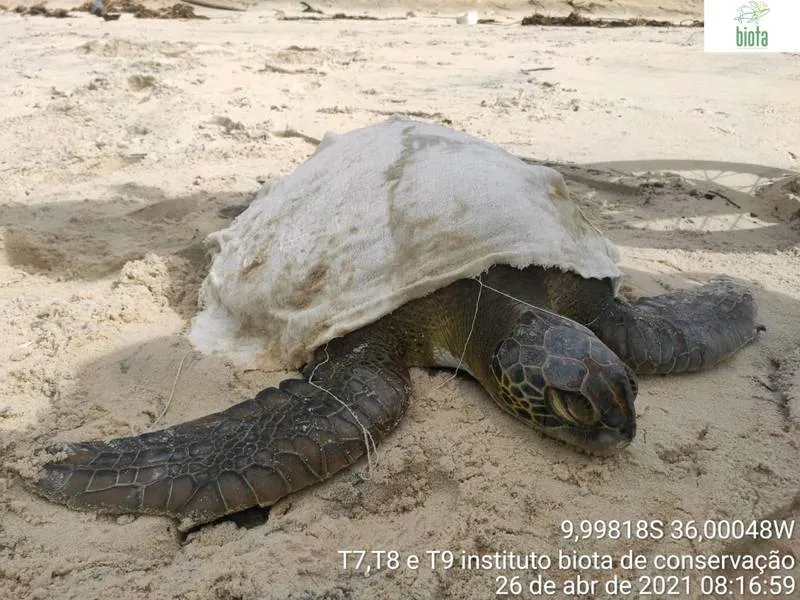 Imagem ilustrativa da imagem TARTARUGA ENCALHADA É RESGATADA EM JEQUIÁ DA PRAIA